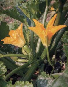 Saving Seeds from Pumpkins, Squash and Gourds Image